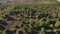 Aerial shot Flying very low over trees and scrub in the wilderness. Shot. Aerial view flying over desert at sunrise as