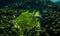 Aerial shot of a forest with intricate fingerprint-like pathways symbolizing human impact on nature and the importance of