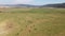 Aerial shot of the grazing cattle in Oregon high desert