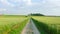 Aerial shot of green wheat field along the middle road