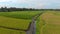 Aerial shot of a group of farmers that are moving along a path in the middle of a big rice field. Rice crops concept