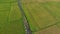 Aerial shot of a group of farmers that are moving along a path in the middle of a big rice field. Rice crops concept