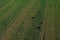 Aerial shot of group of roe deer running over cultivated wheat grass field