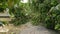 Aerial shot of a group of uprooted trees in a residential area after a tropical storm. Climate change concept