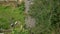 Aerial shot of a group of uprooted trees in a residential area after a tropical storm. Climate change concept