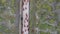 Aerial shot of a herd of cows heading down the road back to their barn