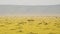 Aerial Shot of a Herd of Elephant, African Animal in Maasai Mara in Africa, Kenya Hot Air Balloon Ri