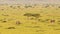 Aerial Shot of a Herd of Elephant and Zebra, African Animal Wildlife in Masai Mara in Africa, Kenya