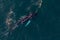 Aerial shot of humpback whale swimming on sea surface