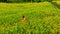 Aerial shot of Jatiluwih Green Land village. Stunning rice terraces on the Bali island. Young woman walking along rice