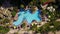 Aerial shot of luxurious resort hyatt with swimming pool and a lot of chaise lounges with umbrellas on island maui