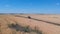 Aerial shot of off road vehicle riding on route near wheat field. Black pickup truck rides through empty rural road