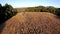 Aerial shot over harvesting corn field