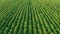 An aerial shot of soybean field ripening at spring season.