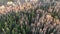 Aerial shot of spring forest landscape. Trees without leaves.