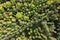 Aerial shot of summer forest landscape, top view of trees