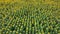 Aerial shot of of sunflower field with endless rows of yellow plants in summer