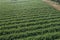 aerial shot of tomato plants in rows , growing in wet drop irrigated ground.