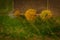 Aerial shot of trees in hedgerow, vibrant autumn foliage