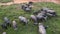 Aerial shots of buffaloes in habitat