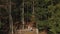 aerial slow motion view of couple hikers man and woman on shore of beautiful famous mountain lake Synevir in Ukraine