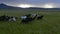 Aerial slow motion view of galloping herd of horses in field Iceland