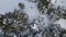 Aerial Snowy Pine Tree