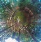 Aerial spherical panorama view on dark coniferous forest in autumn beginning.