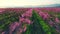 Aerial sunrise view of a blossoming of fruit trees in a field. P