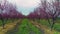 Aerial sunrise view of a blossoming of fruit trees in a field. Peach trees.