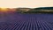 Aerial sunset view over agricultural fileds in the countryside. Lavender and wheat plants