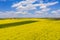 Aerial sunshine rapeseed field