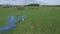 Aerial survey of couple walk on the field with colored smoke in hands. Flying over man and woman run through the field