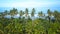 AERIAL: Tall palm trees towering over the endless blue ocean on a beautiful day.