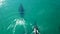 Aerial, three humpback whales swim with two dolphins in clear shallow water