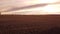 Aerial tilt reveal of a wheat field with grazing cattle.