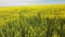 Aerial tilting shot over blooming canola field with telephone poles