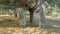 Aerial tomb of the giants in Sardinia Sardegna Italy big megalith stone standing in field archeological monument history