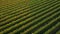 Aerial top down drone shot circling on top of vineyards at sunset in the italian countryside. Concept of farms and agriculture and