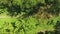 Aerial top down of group of runners competing on footpath in green forest