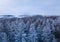 Aerial top down view of beautiful winter forest treetops