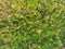 Aerial top down view of lush green rainforest, tropical forest, exotic, woodland, pristine ecosystem, uncontaminated environment