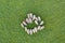 Aerial top down view of sheep herd feeding on grass in green field