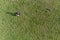 Aerial top down view on a teenager girl playing with small Yorkshire terrier on a grass in a field in a park. Outdoor activity and