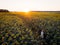 Aerial top down view of woman agronomist walking across blooming sunflower field