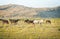 Aerial top panning view wild horse on green field stand calm