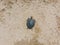 Aerial top to down view at a green turtle sunbathing on a beach