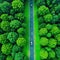 Aerial top view of asphalt road through green healthy rain green view of nature ecosystem for save Earth with