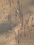 Aerial top view of camels traversing the sands of a beautiful desert