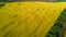 Aerial top view of canola field and country road from above